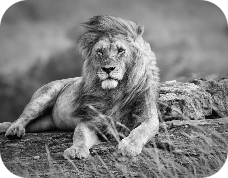 Without Fear Mental Health Community | Social Responsibility