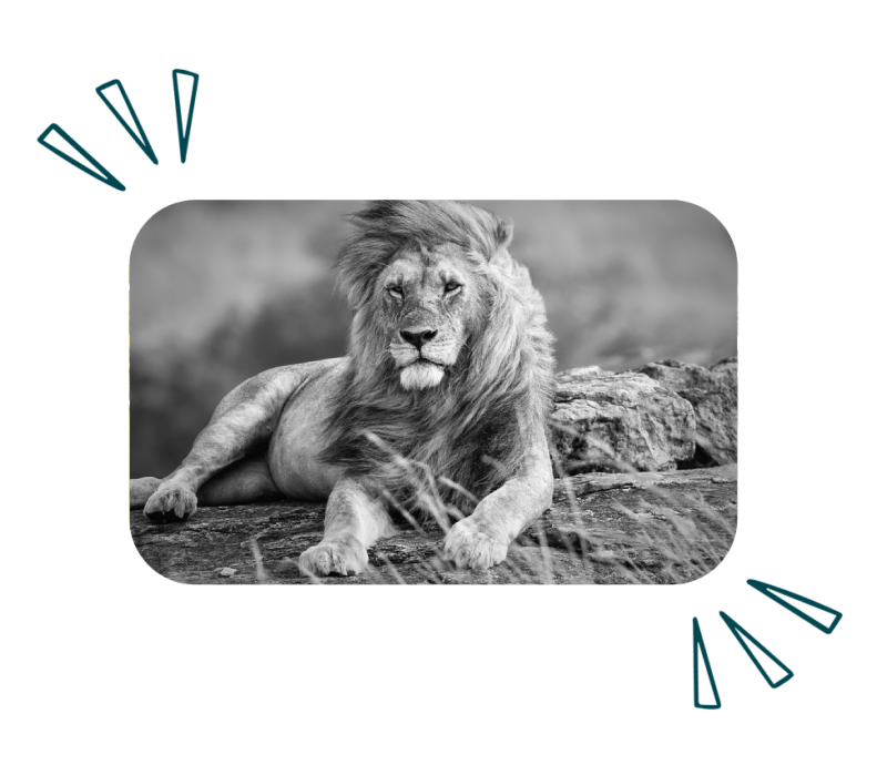 Lion 1 1 | Social Responsibility Lion 1 1 | Social Responsibility